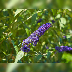 Buddleja davidii ‘Empire Blue’