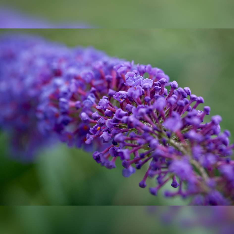 Buddleja davidii ‘Empire Blue’