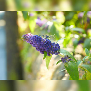 Buddleja davidii ‘Empire Blue’