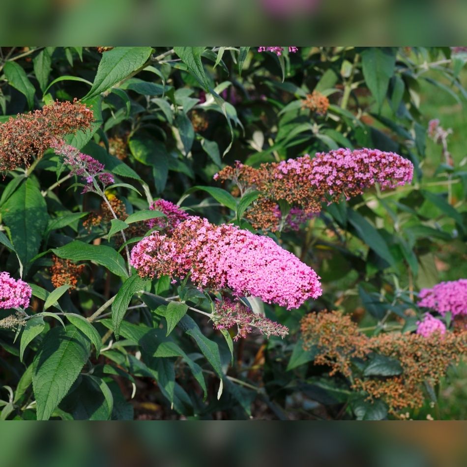 Buddleja davidii ‘Pink Delight’