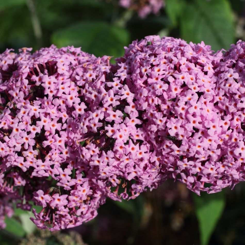 Buddleja davidii ‘Pink Delight’