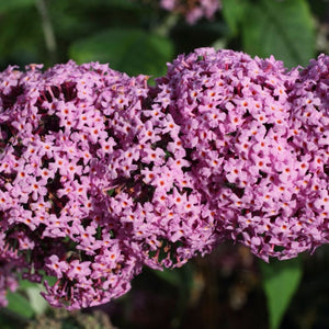 Buddleja davidii ‘Pink Delight’