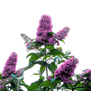 Buddleja davidii ‘Pink Delight’