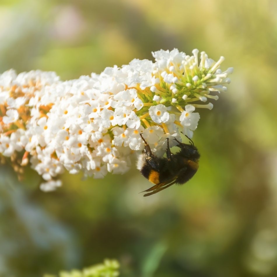 Buddleja davidii ‘White Bouquet’
