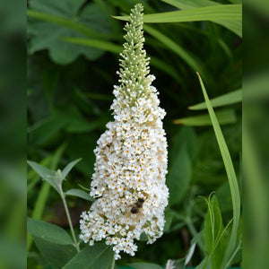 Buddleja davidii ‘White Bouquet’