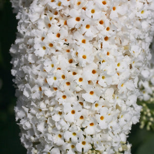 Buddleja davidii ‘White Bouquet’