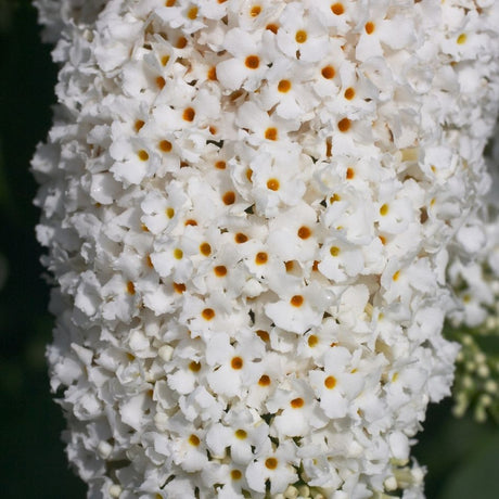 Buddleja davidii ‘White Bouquet’
