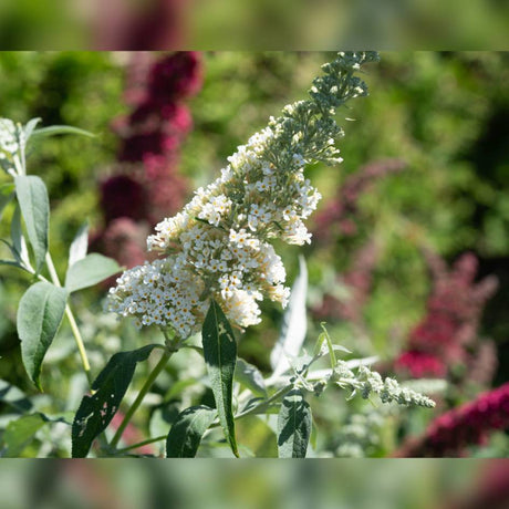 Buddleja davidii ‘White Profusion’