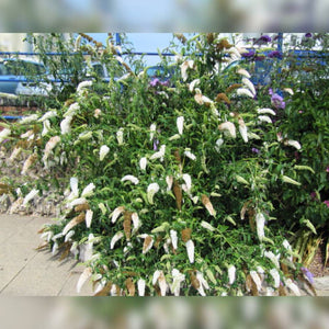 Buddleja davidii ‘White Profusion’