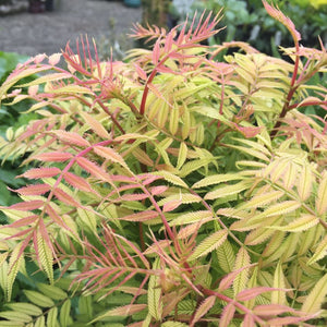 Sorbaria sorbifolia ‘Sem’