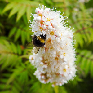 Sorbaria sorbifolia ‘Sem’