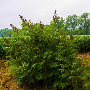 Sorbaria sorbifolia ‘Sem’