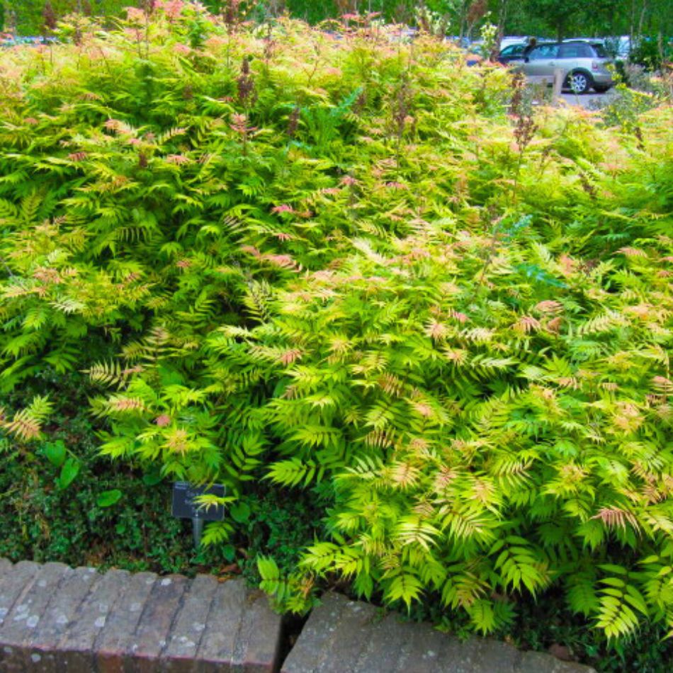 Sorbaria sorbifolia ‘Sem’