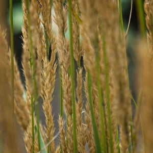 Calamagrostis × acutiflora ‘Karl Foerster’