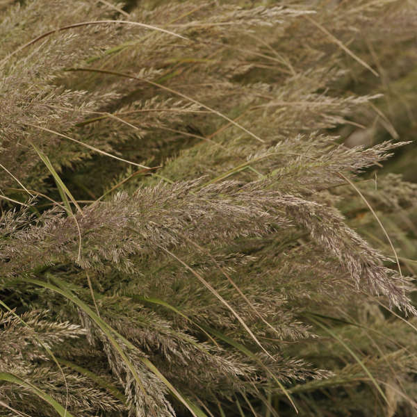 Calamagrostis brachytricha