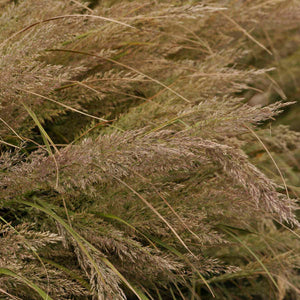 Calamagrostis brachytricha