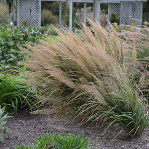 Calamagrostis brachytricha