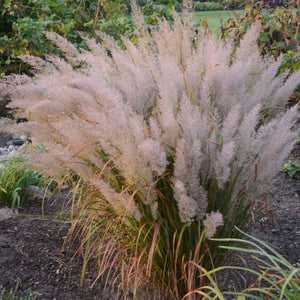 Calamagrostis brachytricha