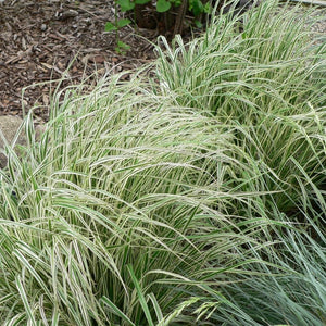 Calamagrostis × acutiflora ‘Overdam’