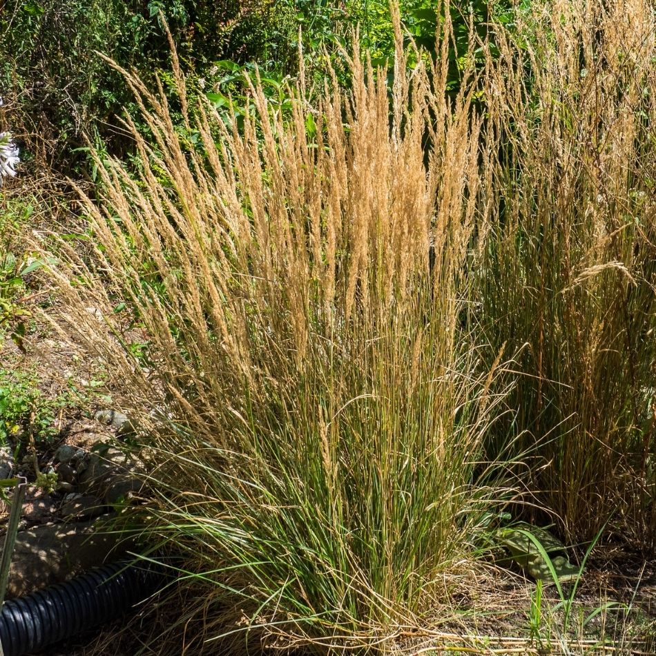 Calamagrostis × acutiflora ‘Overdam’