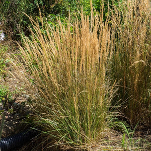 Calamagrostis × acutiflora ‘Overdam’