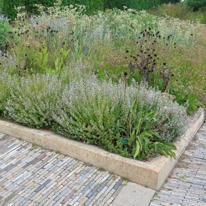 Calamintha nepeta subsp. nepeta