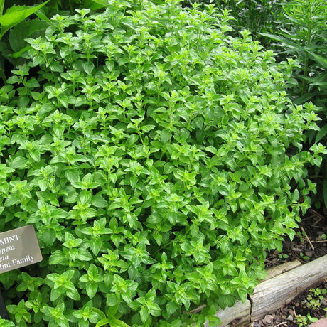 Calamintha nepeta subsp. nepeta