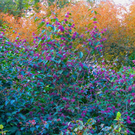 Callicarpa bodinieri ‘Profusion’