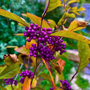 Callicarpa bodinieri ‘Profusion’