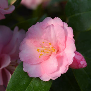 Camellia ‘Spring Festival’