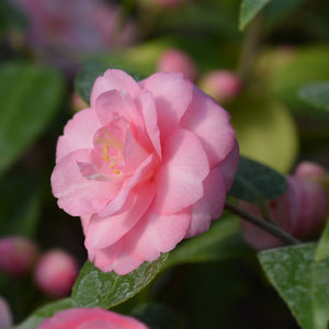 Camellia ‘Spring Festival’