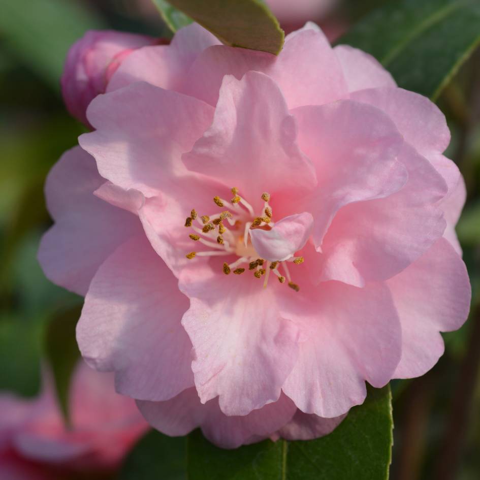 Camellia ‘Spring Festival’