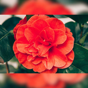 Camellia japonica ‘Lady Campbell’