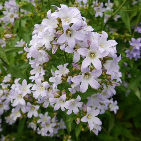 Campanula lactiflora ‘Loddon Anna’