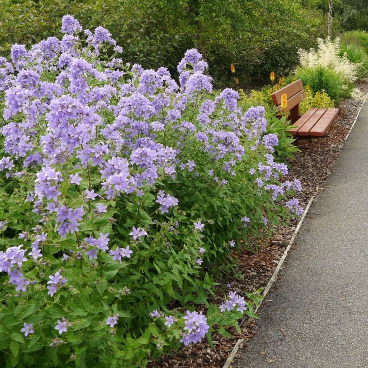 Campanula lactiflora ‘Loddon Anna’