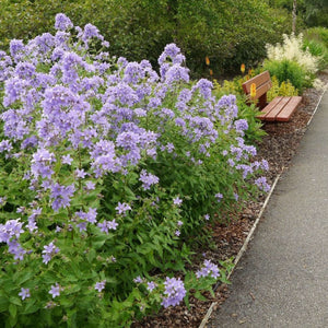 Campanula lactiflora ‘Loddon Anna’