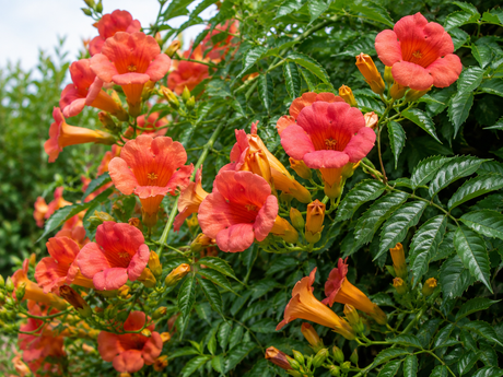 Campsis radicans ‘Flamenco’