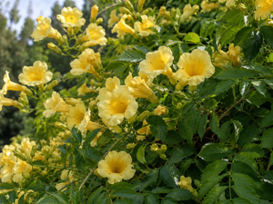 Campsis radicans ‘Flava’