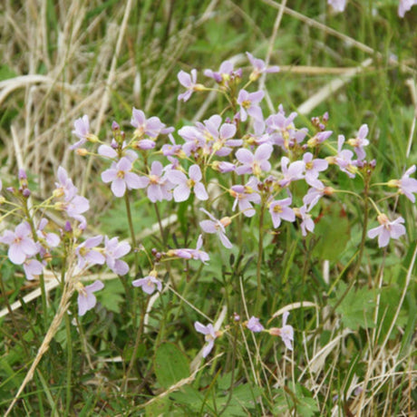 Cardamine pratensis
