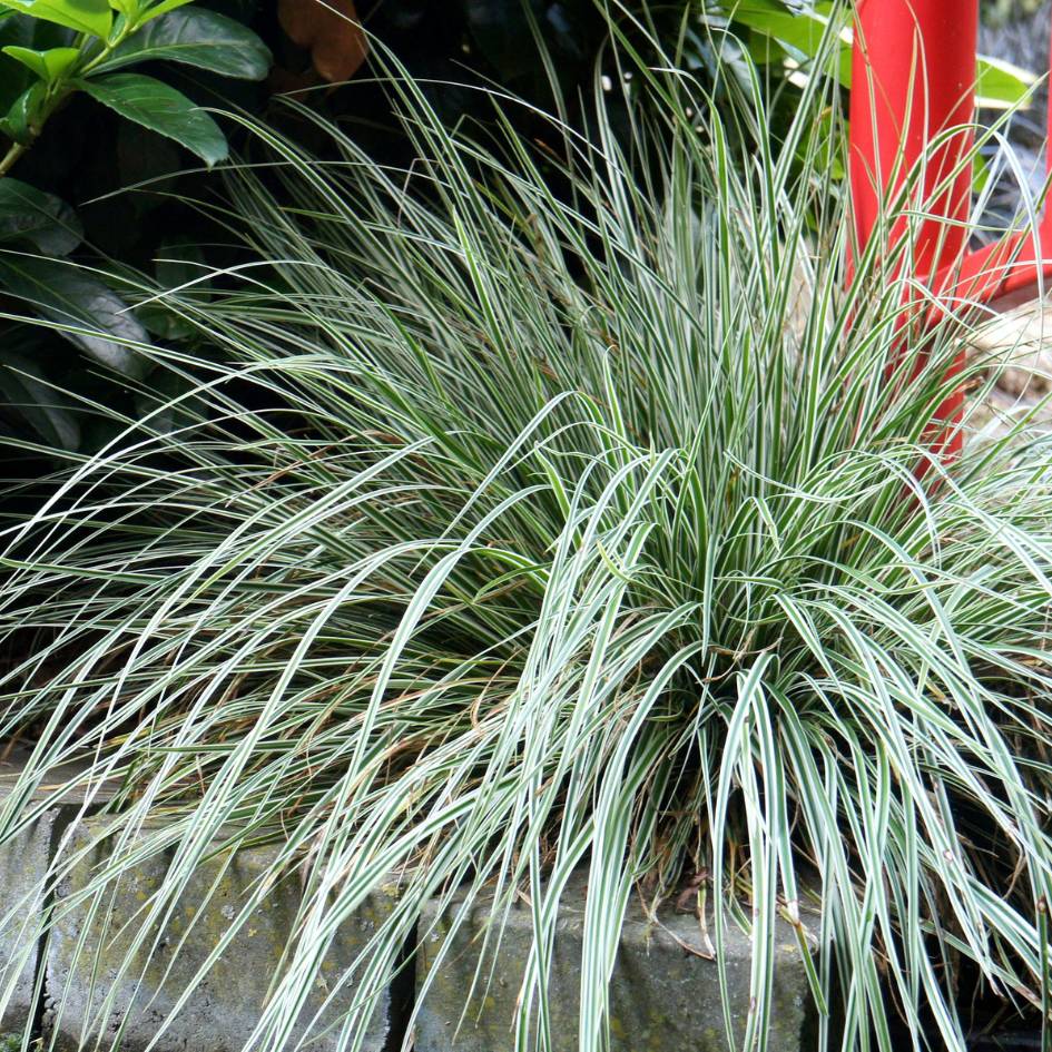 Carex oshimensis ‘Everest’