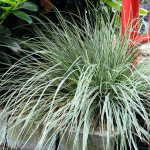 Carex oshimensis ‘Everest’