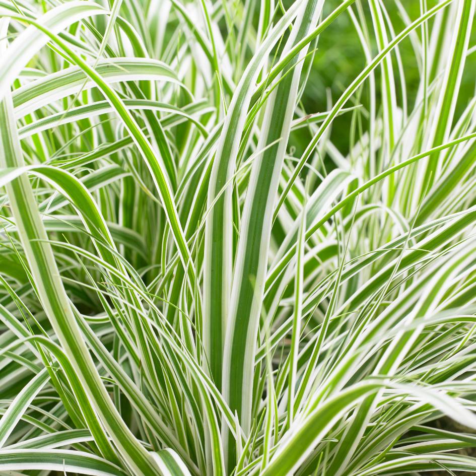 Carex oshimensis ‘Everest’