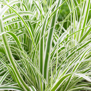 Carex oshimensis ‘Everest’