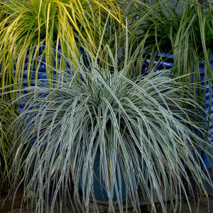 Carex oshimensis ‘Everest’