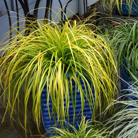 Carex oshimensis ‘Everillo’