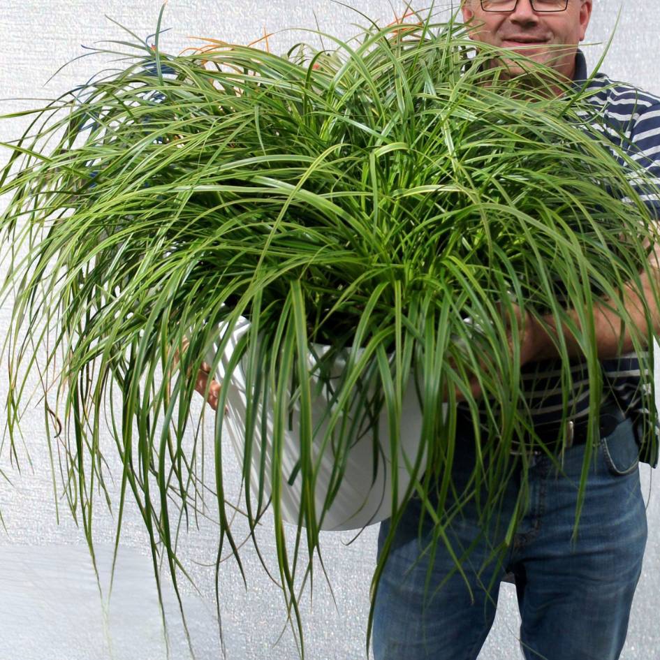 Carex oshimensis ‘Everlime’
