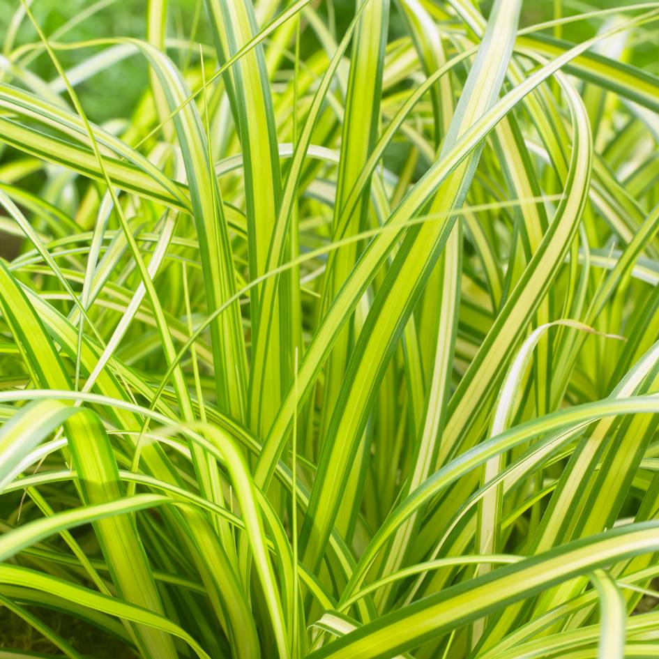 Carex oshimensis ‘Eversheen’