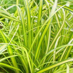 Carex oshimensis ‘Eversheen’