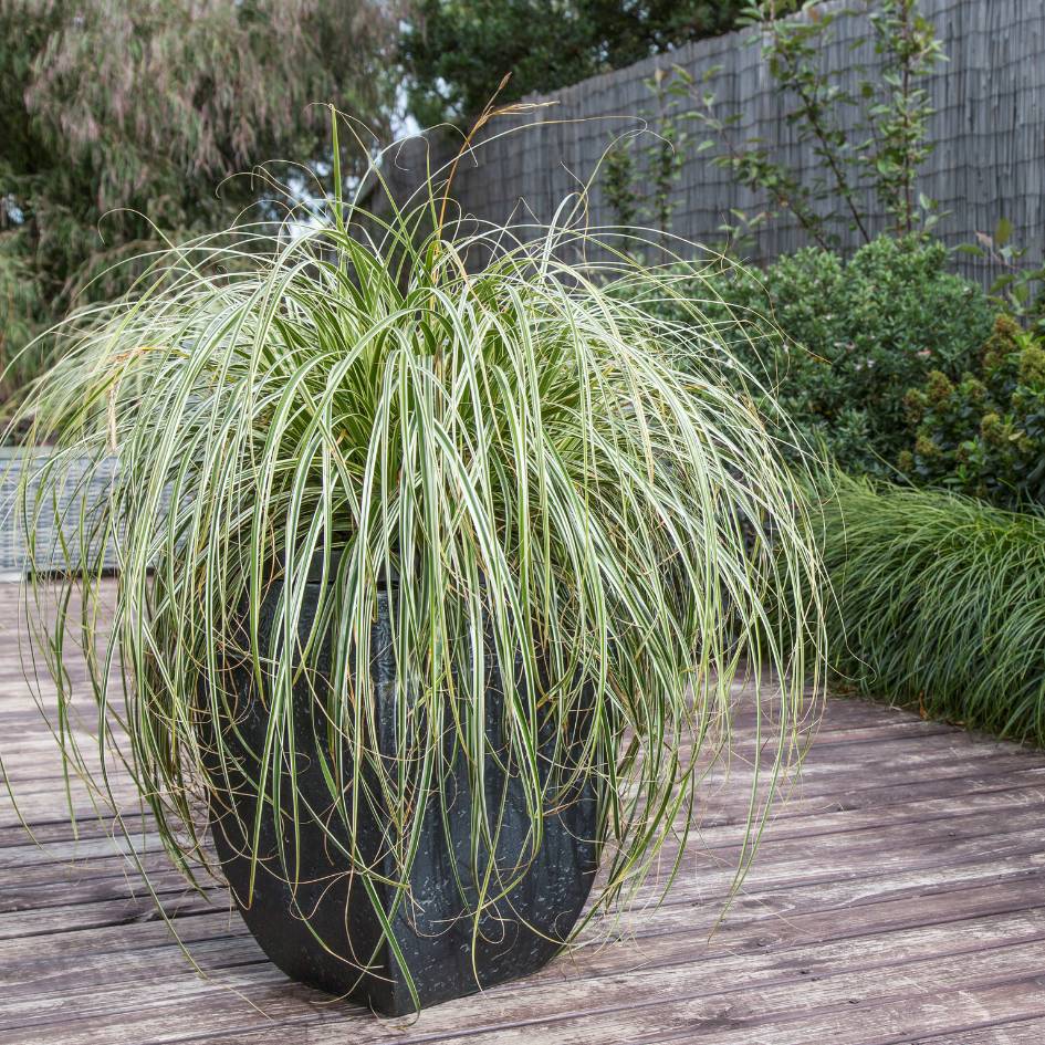 Carex ‘Feather Falls’