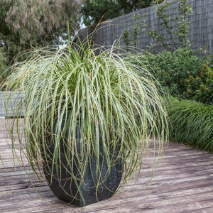 Carex ‘Feather Falls’